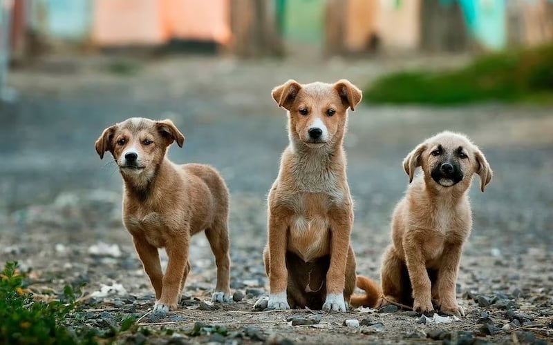 Los perritos son el mejor amigo del hombre