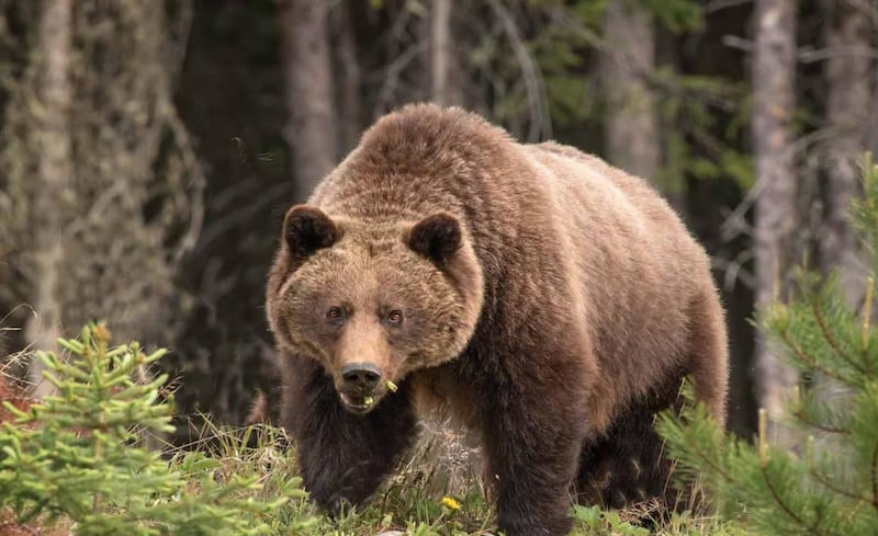 El ataque de los osos pardos es impredecible