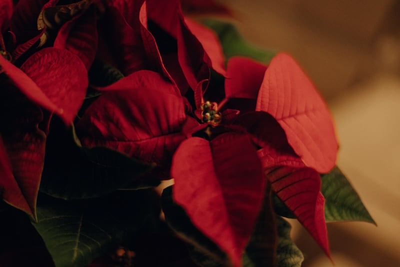 Es la planta favorita en Navidad