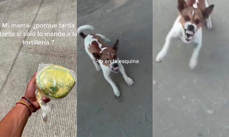 Los perros resultaron ser muy insistentes