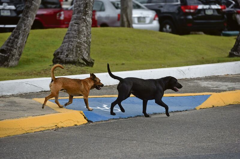 Un perro negro y uno marrón caminan en la calle.