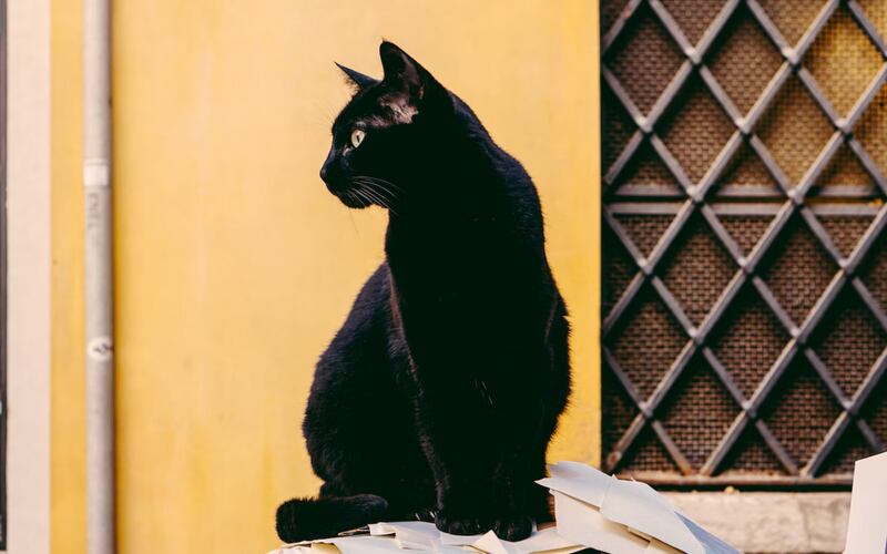 Los gatos negros son adorables