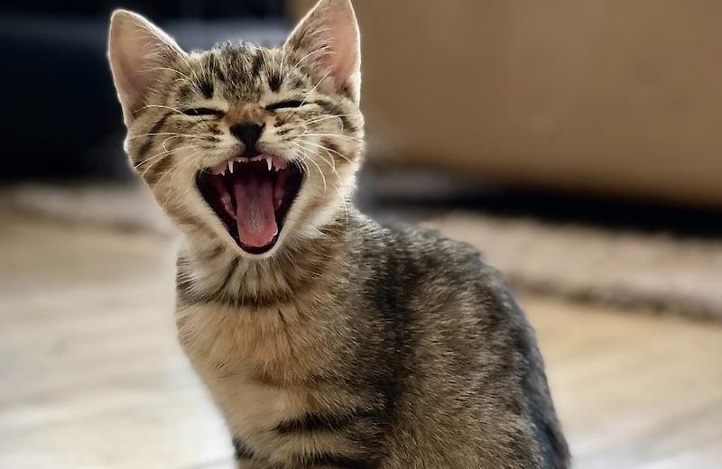 Asegúrate de que tu gato tenga suficiente comida y agua