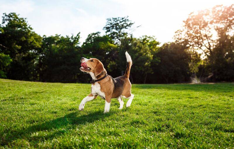 Hidrata bien a tu mascota en los días calurosos